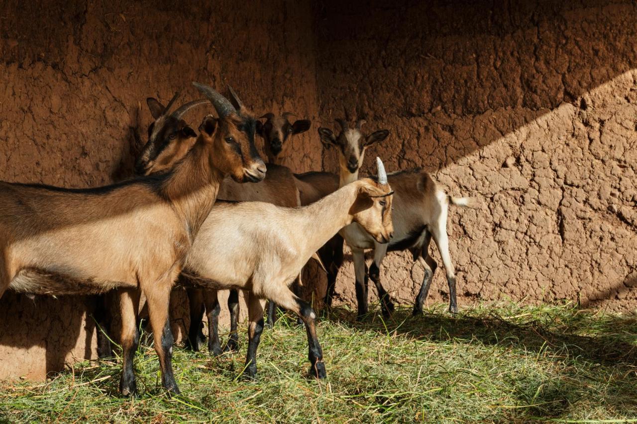 Pavillon Terra Ababila En Exclusivite Villa Marrakesh Eksteriør billede